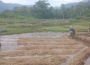 WALHI Sumbar: 651 Hektare Sawah di Teluk Kabung Berisiko