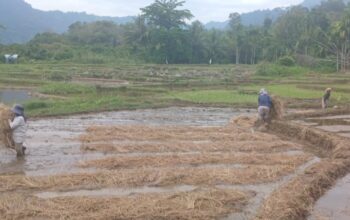 WALHI Sumbar: 651 Hektare Sawah di Teluk Kabung Berisiko