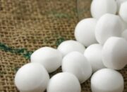 Benarkah Kapur Barus Ampuh Usir Tikus? Ini Fakta di Baliknya