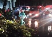Pohon Mahoni Tumbang di Padang Barat, Akses Jalan Sempat Terhambat