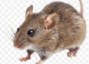 Cara Mengusir Tikus Secara Alami dan Efektif, Rumah Bebas Sarang Penyakit