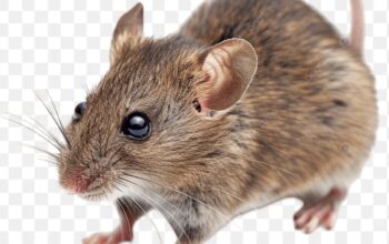 Cara Mengusir Tikus Secara Alami dan Efektif, Rumah Bebas Sarang Penyakit